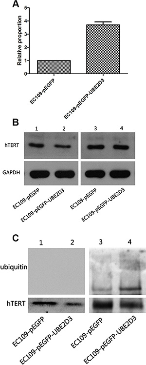 hTERT was degraded by the proteasome pathway mediated by UBE2D3.