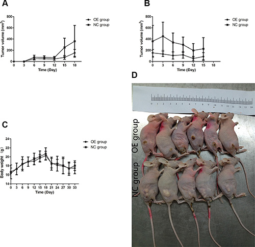 Effects of UBE2D3 overexpression on tumours in nude mice.