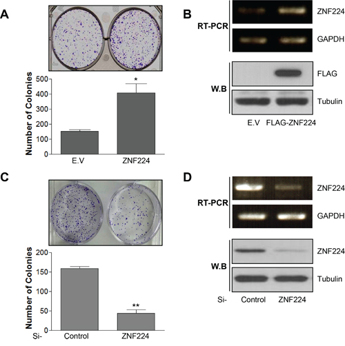 ZNF224 increases colony forming ability of MCF-7 cells.