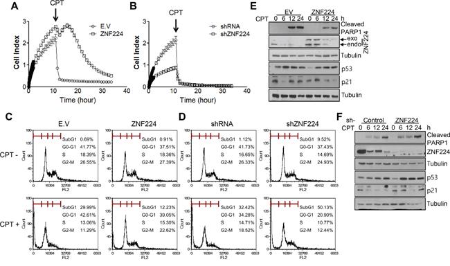 ZNF224 increases cell growth and apoptosis resistance.