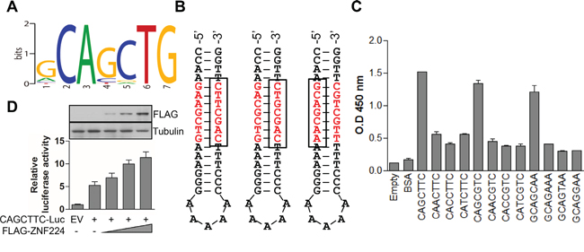 ZNF224 DNA binding motif characterization.