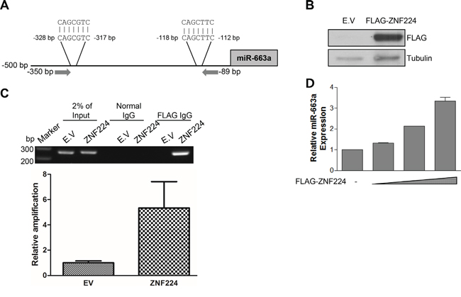 ZNF224 binds to miR-663a promoter.