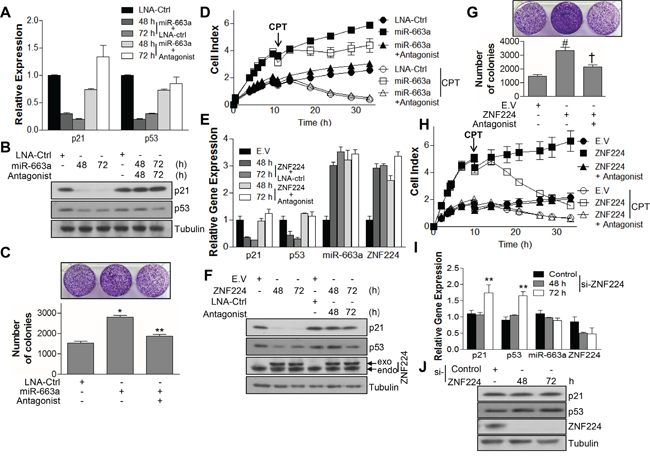 ZNF224 controls cell growth by regulating expressions of p21 and p53 via miR-663a.