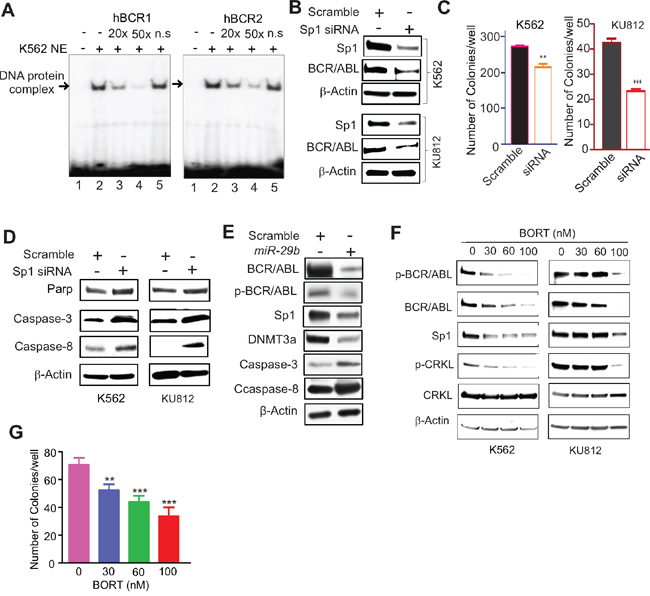 Sp1 inactivation disrupted BCR/ABL signaling.