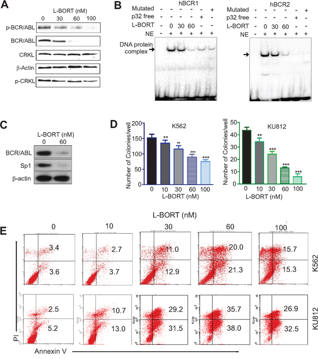 L-BORT treatment impairs BCR/ABL signaling and cell proliferation.