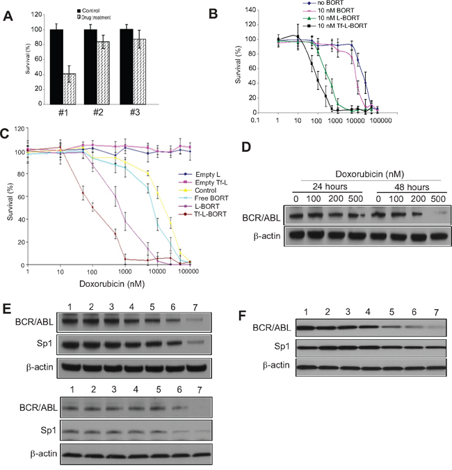 Subtoxic L-BORT potentiates sensitivity of BCR/ABL positive cells to DOX.
