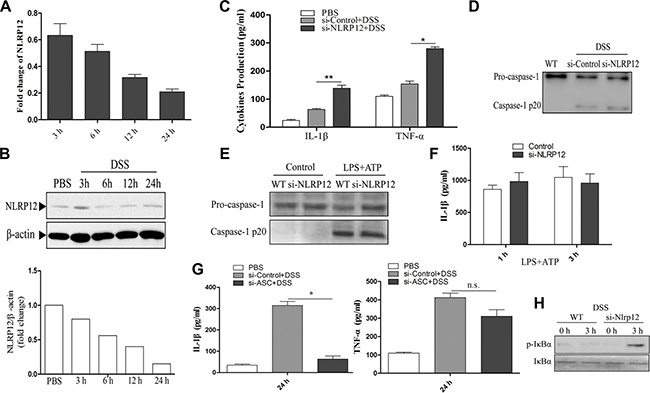 NLRP12 inhibits the release of pro-inflammatory cytokines upon DSS stimulation.