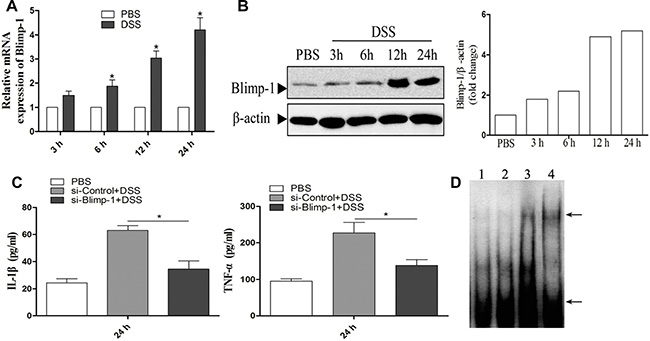 Blimp-1 binds to the NLRP12 promoter and down-regulates its expression during DSS stimulation.