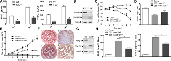 TLR4 participates in Blimp-1 mediated NLRP12 down-regulation in DSS-induced mice colitis.