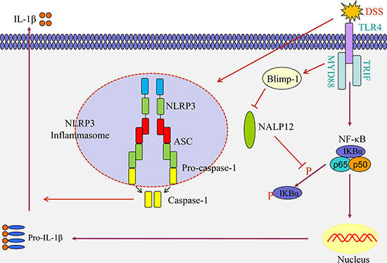 Schematic diagram illustrating the hypothetical molecular signaling triggered by DSS stimulation.