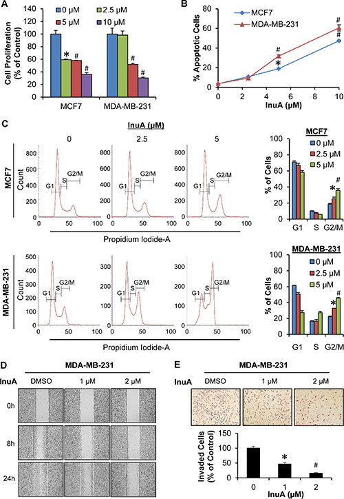 In vitro anti-breast cancer activity of InuA.