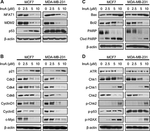 In vitro effects of InuA on NFAT1-MDM2 pathway and on the expression of proteins related to cell cycle progression, apoptosis, and DNA damage response.