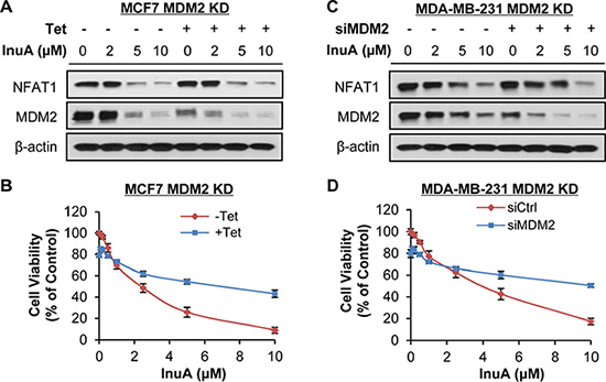 Effects of MDM2 knockdown on InuA-induced cell death.