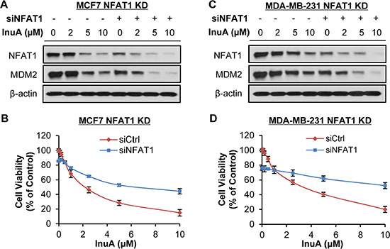Effects of NFAT1 knockdown on InuA-induced cell death.