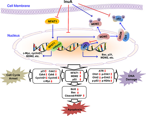 The diagram depicts the possible mechanisms of action of InuA against cancer cells.