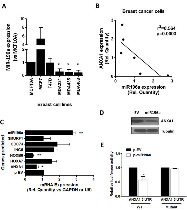 miR196a expression in breast cancer cells and targets ANXA1.