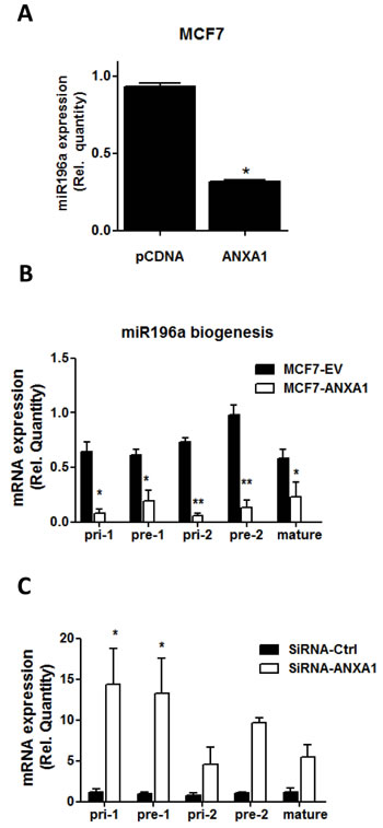 ANXA1 inhibits miR196a biogenesis