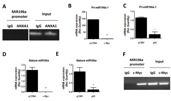c-myc and NF-KB inhibit miR196a expression
