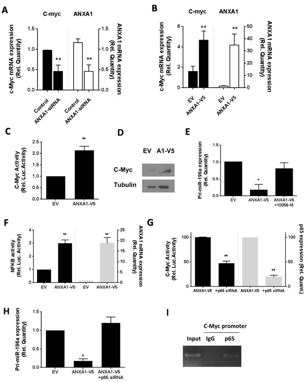 ANXA1 inhibits miR196a expression through c-myc and NF-KB.