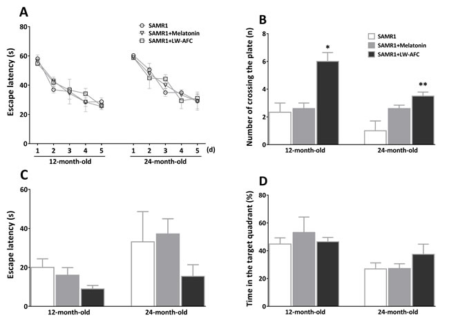 Effect of LW-AFC on the spatial learning and memory ability of SAMR1 mice.