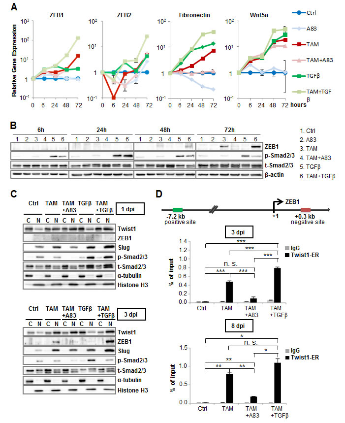 TGFBR1-activation directs Twist1-binding to a