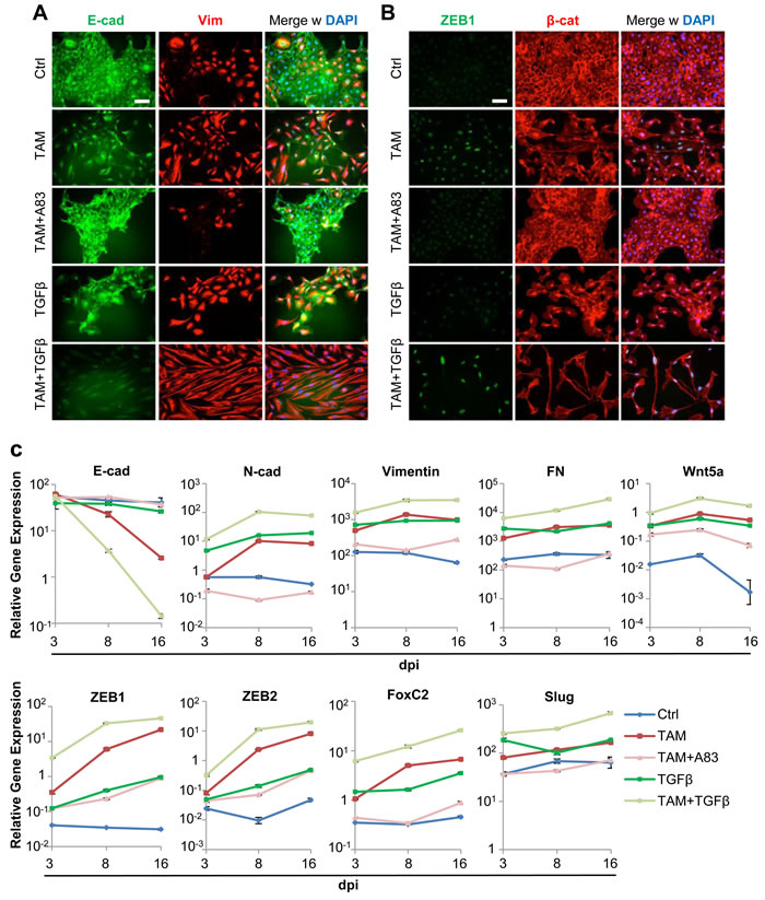 TGF&#x3b2; accelerates Twist1-induced mesenchymal transdifferentiation.