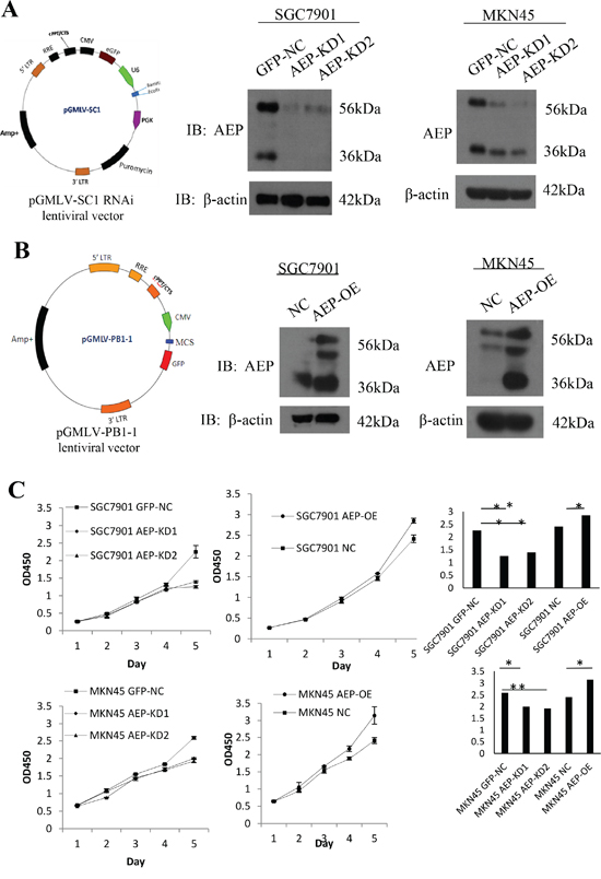 AEP knockdown and overexpressive vectors were constructed and stably transfected gastric cancer cell lines.