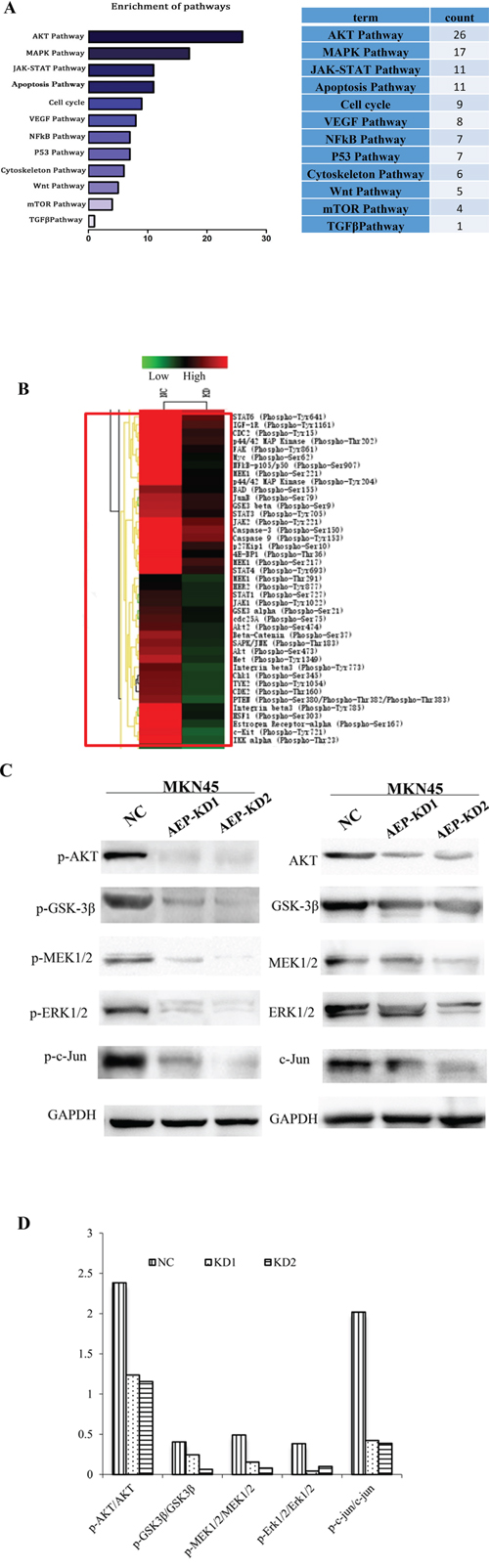 The analysis of the differential expressive phosphorylation proteins by microarray.