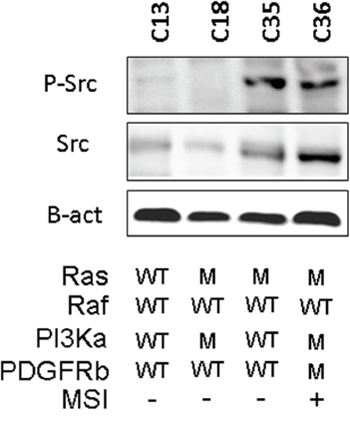 Relevant molecular characteristics of the PDX lines used in this study.