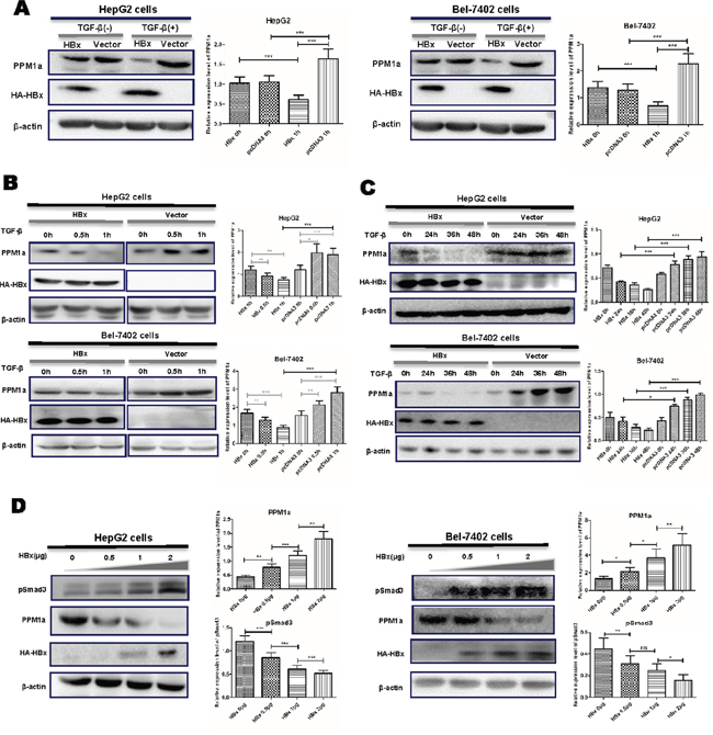 HBx downregulated PPM1a expression in the presence of TGF-&#x03B2;.