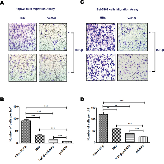 HBx enhances TGF-&#x03B2; stimulation on cell mobility.