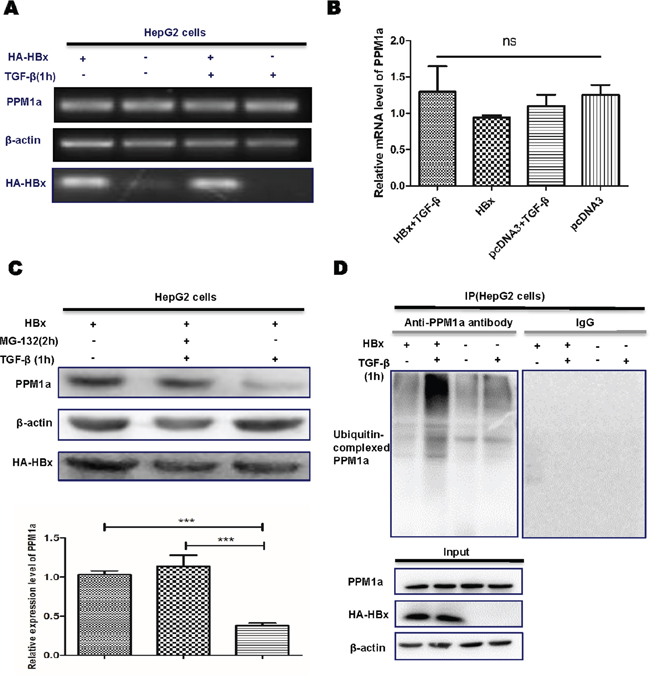 HBx accelerates ubiquitination and proteasomal-mediated degradation of PPM1a.