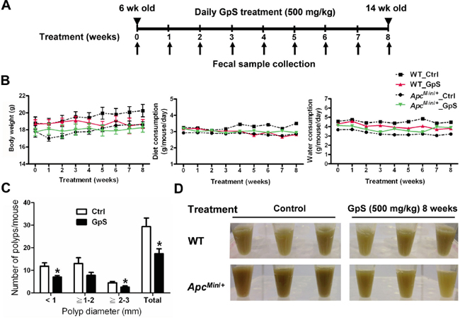 Effect of GpS on the intestinal polyp formation in the ApcMin/+ mice.