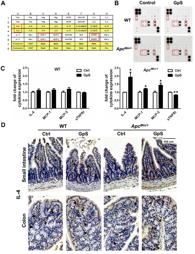 Effects of GpS on the mucosal cytokine profiles.