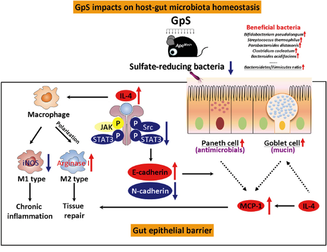 Summary of the impacts of GpS on host-gut-microbiota in ApcMin/+ mice.