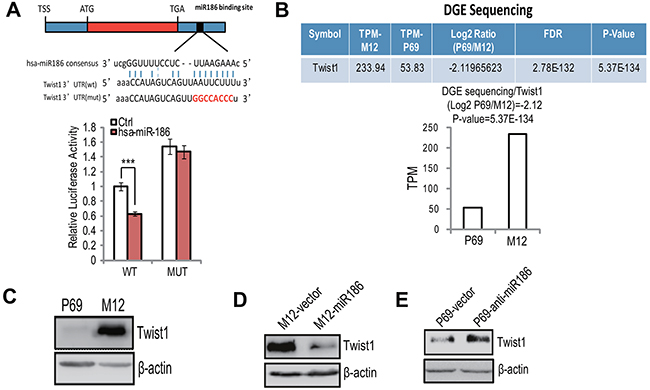 Twist1 is a direct target of miR186 in PCa.