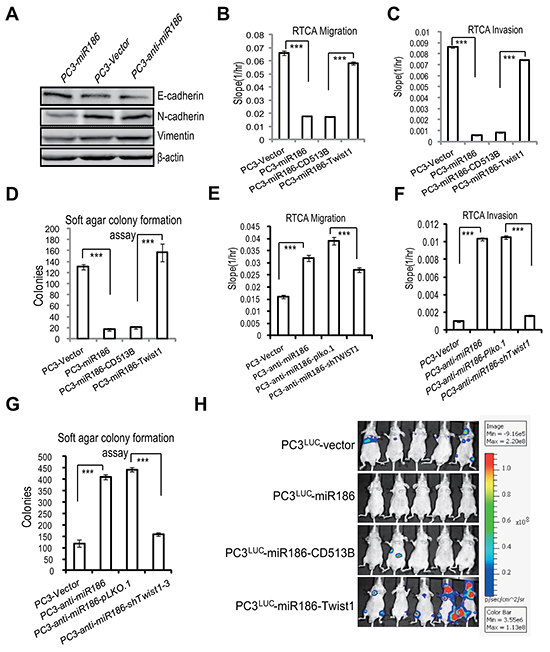 The miR186-Twist1 axis suppresses PCa progression.