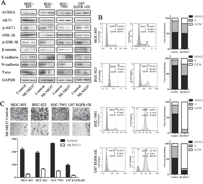 MLN8237 blocked the Wnt and Akt signaling pathways and induced the arrest of cells in the G2/M phase.