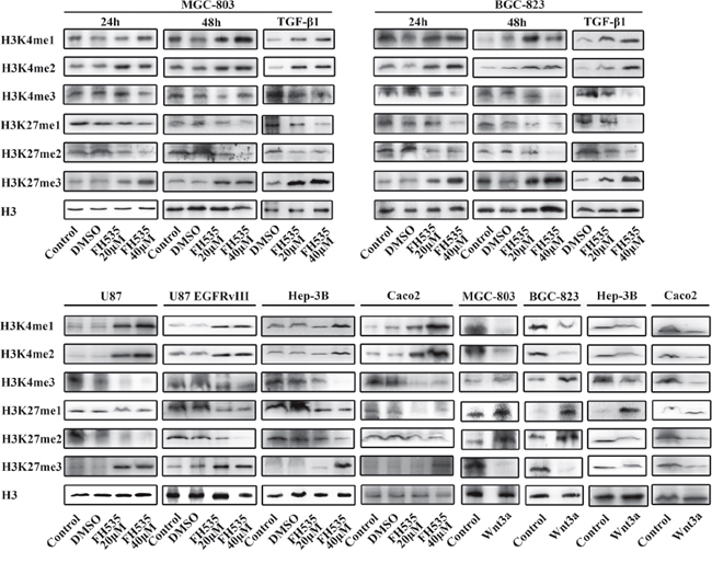 The Wnt/&beta;-catenin signaling pathway regulates histone methylation.