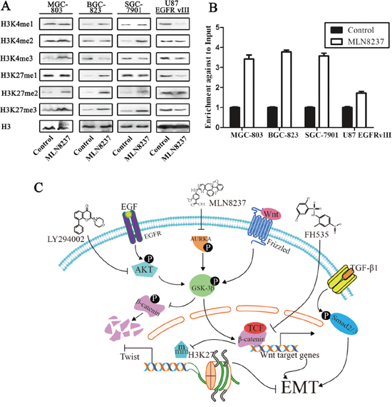 The change in histone methylation of H3K4 and H3K27 is assessed by Western blot analysis.