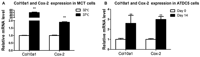 Col10a1 and Cox-2 expression in cell models of chondrocyte hypertrophy.