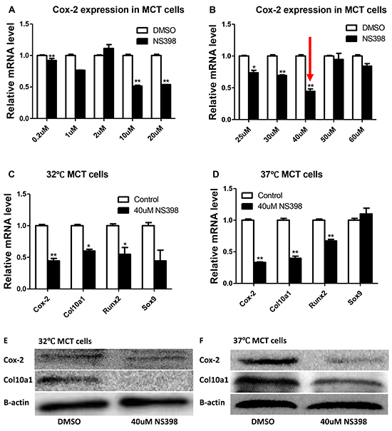 Cox-2 inhibition decreases Col10a1 expression in MCT cells.