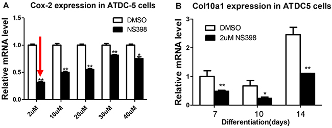 Cox-2 inhibition decreases Col10a1 expression in ATDC5 cells.