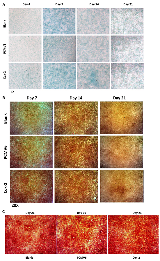 Biological effects of Cox-2 on chondrogenic ATDC5 cells.