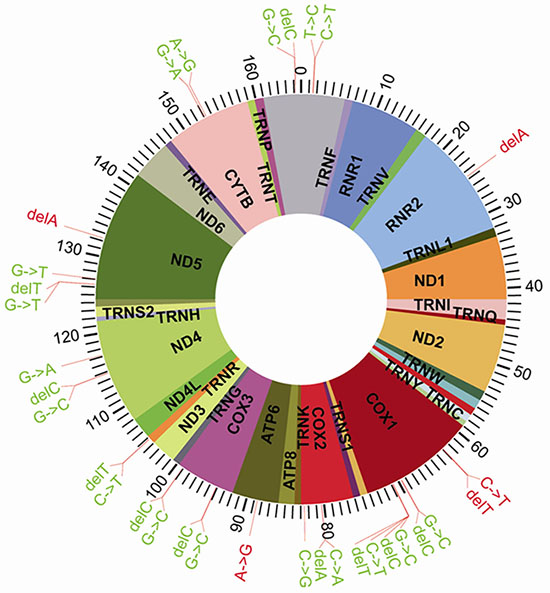 Distribution of the 32 Significantly Different SNPs in the Mitochondrial DNA.