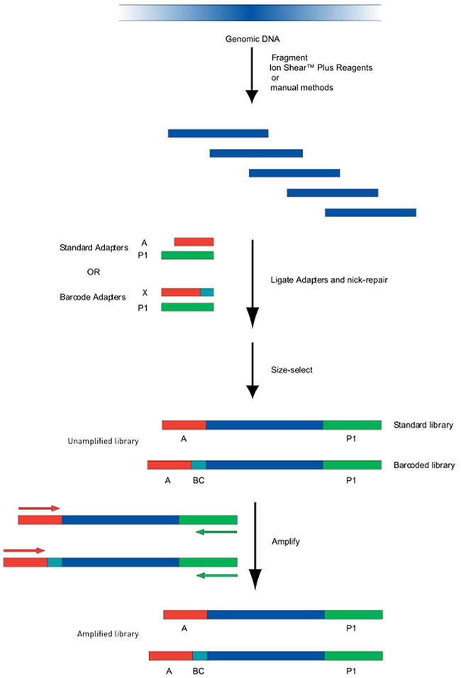 Flow chart of DNA Library Construction.