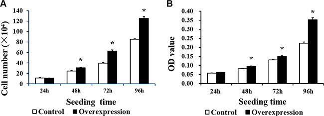 The proliferation of IPEC-1 is increased by CDX2 overexpression.