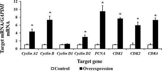 The mRNA abundance (n = 6) of cell cycle-related genes is increased by CDX2 overexpression.