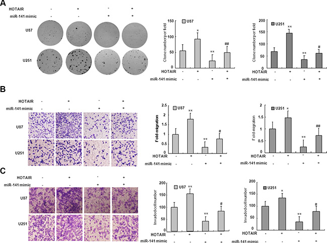 miR-141&#x2019;s antitumor activity is in part through negative regulation of HOTA