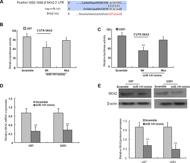 SKA2 is downstream target of miR-141.